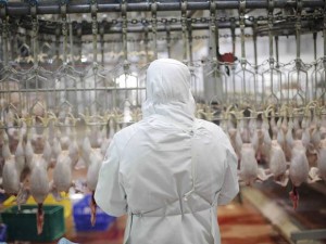 UK: Arbitration on mechanical slaughter